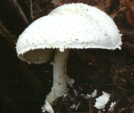 흰가시광대버섯.png